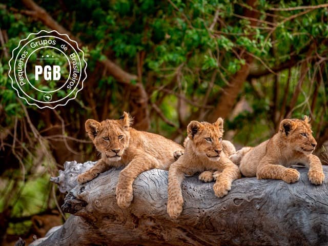 Africa do sul pgb kapama lodge filhotes leao